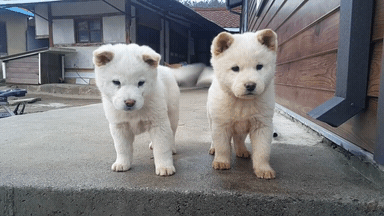 KakaoTalk_20190318_143719967.gif