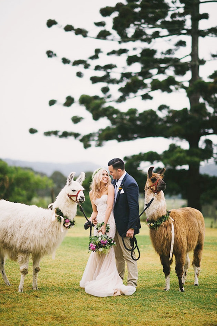 Alpaca-Wedding-.jpg