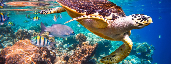 cabo-pulmo-snorkel-expedition-cabo-adventures-10.jpg