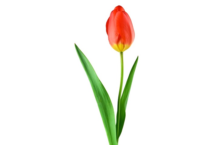 tulip-74536_960_720.jpg