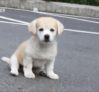 1543653422851-71562a06a1.gif