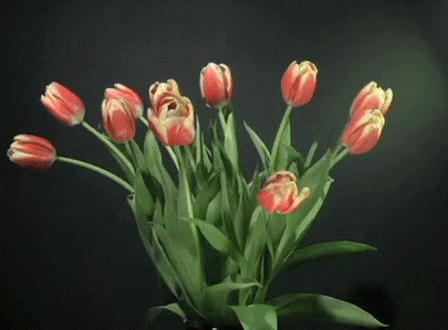 giphy (1).gif